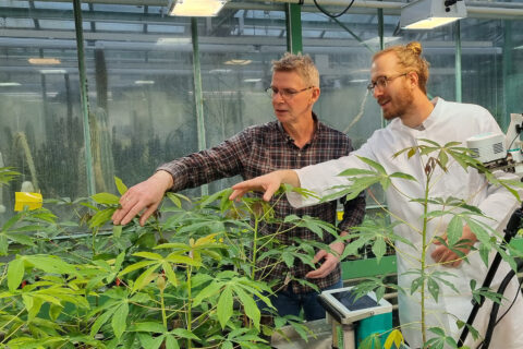 Das CASS-Projekt wird von Prof. Dr. Uwe Sonnewald (links), Inhaber des Lehrstuhls für Biochemie an der FAU, geleitet. Hier untersucht er mit Yannick Schnauhuber die Maniokpflanzen. (Bild: Wolfgang Zierer)